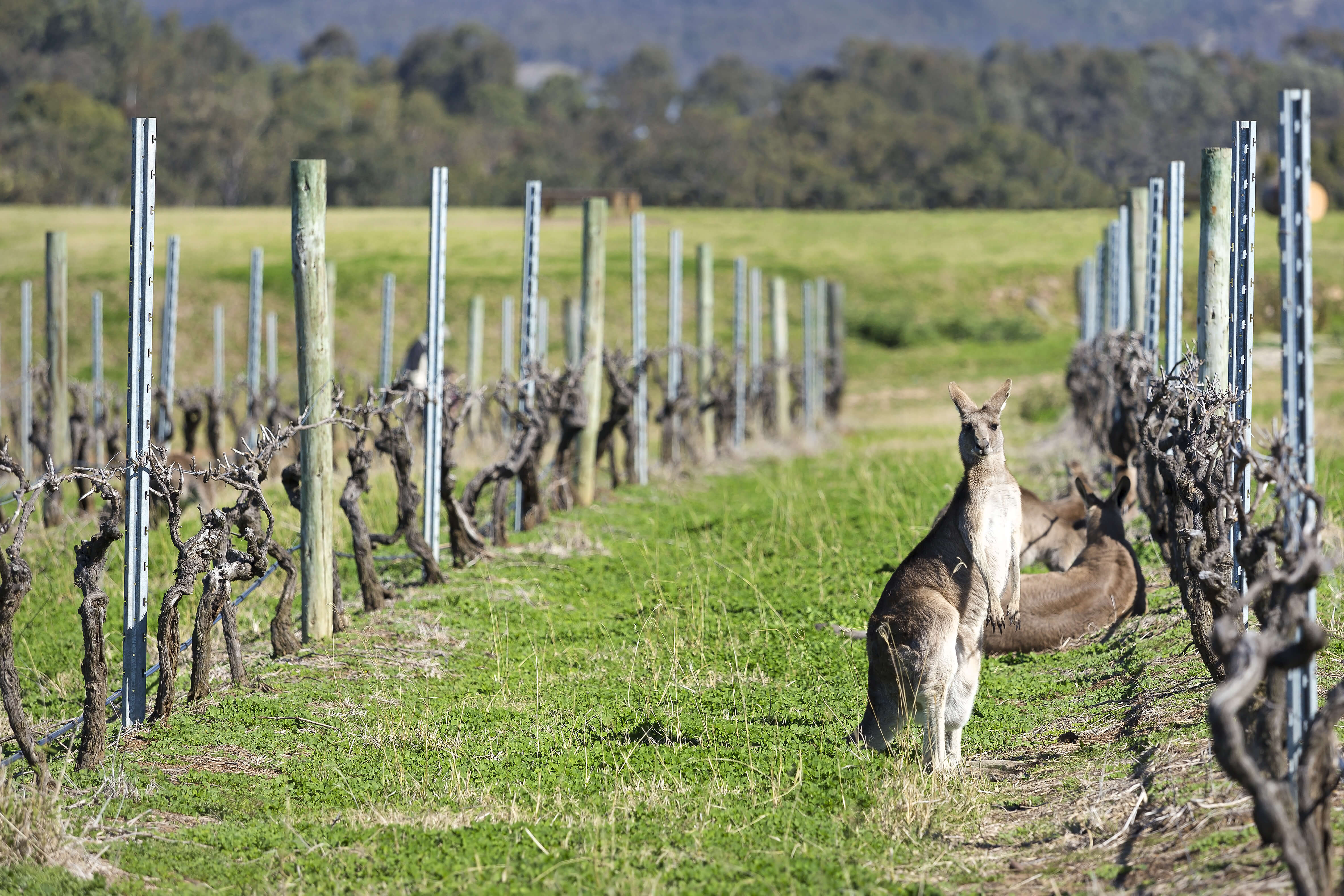 Kangourous dans vignes Australie